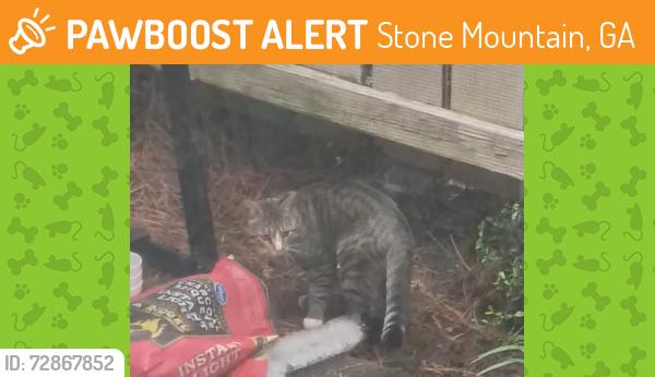 Found/Stray Male Cat last seen Willow run apts, Stone Mountain, GA 30083