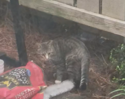 Found/Stray Male Cat last seen Willow run apts, Stone Mountain, GA 30083