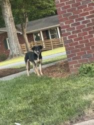 Found/Stray Unknown Dog last seen Stop sign outside the Lowe’s food shopping center, Harrisburg, NC 28075