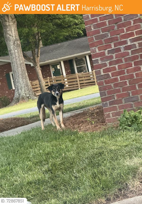 Found/Stray Unknown Dog last seen Stop sign outside the Lowe’s food shopping center, Harrisburg, NC 28075
