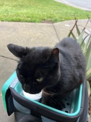 Lost Female Cat last seen Hallelujah Court  and engle, Carmichael, CA 95608