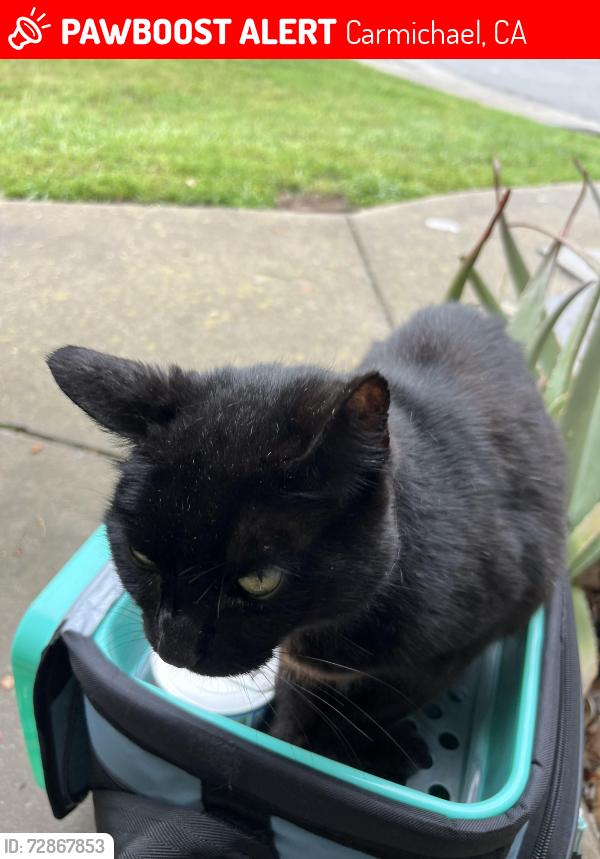 Lost Female Cat last seen Hallelujah Court  and engle, Carmichael, CA 95608