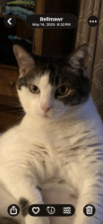 Lost Female Cat last seen Lincoln Ave, Bellmawr, NJ 08031