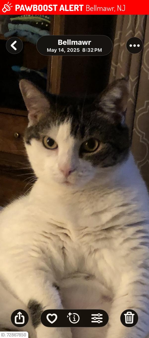 Lost Female Cat last seen Lincoln Ave, Bellmawr, NJ 08031