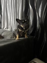 Lost Female Dog last seen st., Louisville, KY 40258
