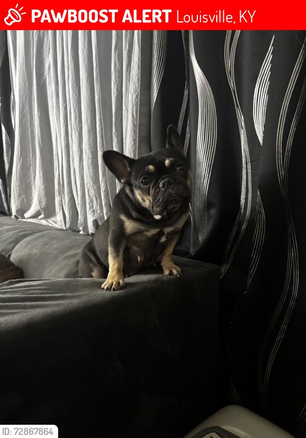 Lost Female Dog last seen st., Louisville, KY 40258