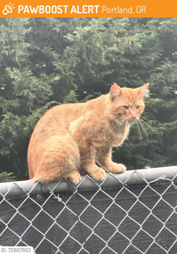 Found/Stray Male Cat last seen Division , Portland, OR 97233