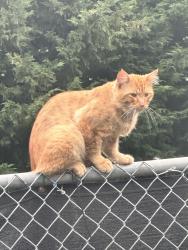 Found/Stray Male Cat last seen Division , Portland, OR 97233