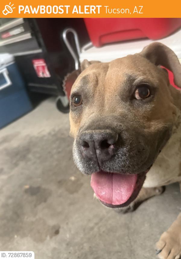 Found/Stray Female Dog last seen Swan & Los Reales, Tucson, AZ 85734