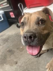 Found/Stray Female Dog last seen Swan & Los Reales, Tucson, AZ 85734