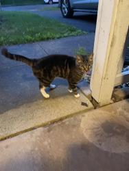 Reunited Unknown Cat last seen Majestic , Greenbriar, VA 22033