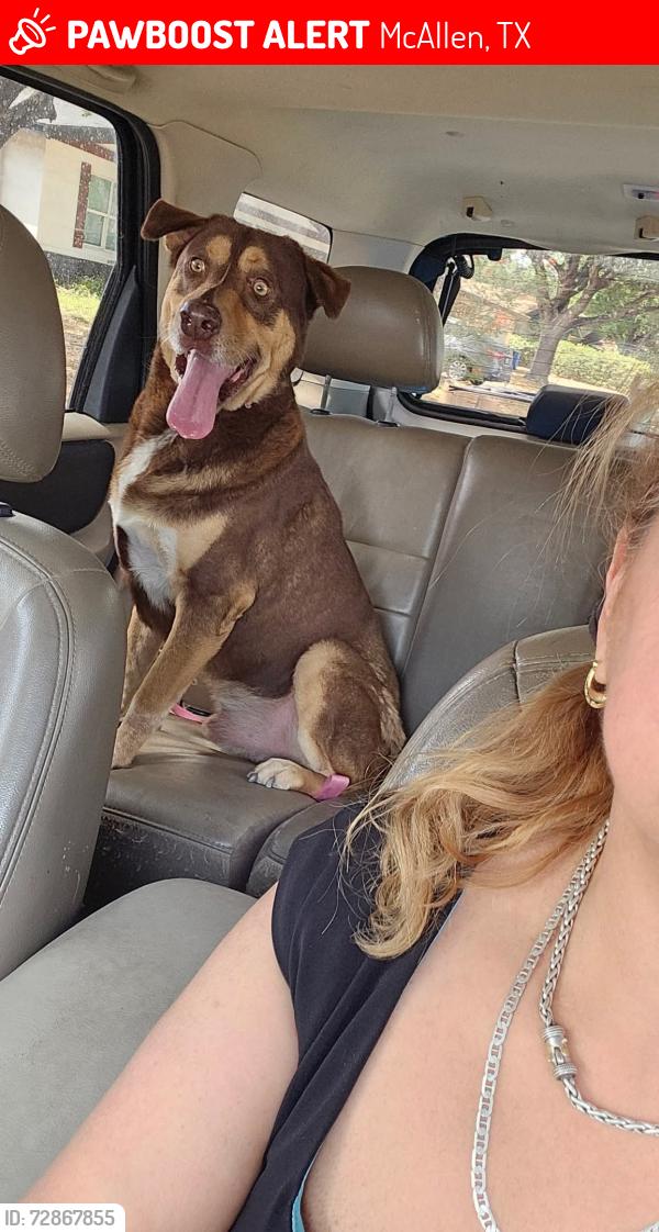 Lost Male Dog last seen Stripes gas station, McAllen, TX 78504