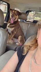 Lost Male Dog last seen Stripes gas station, McAllen, TX 78504