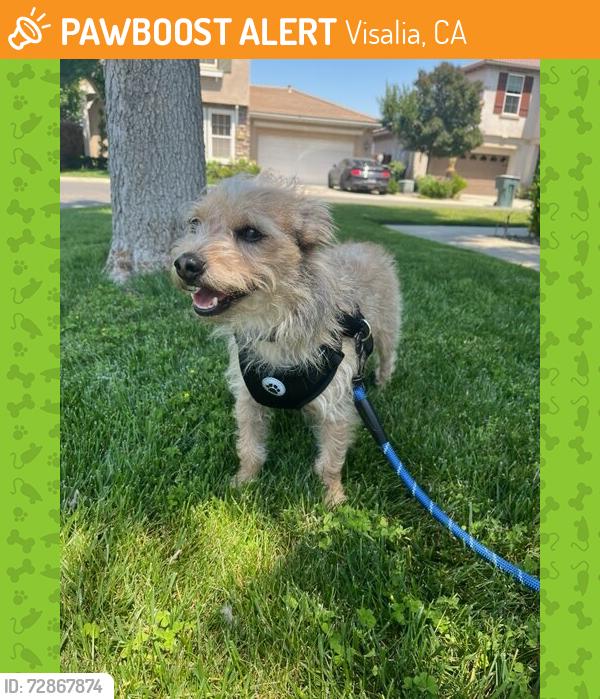 Found/Stray Male Dog last seen Nearby Lowes, Visalia, CA 93291