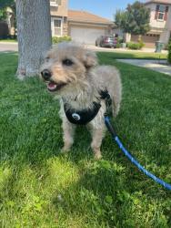 Found/Stray Male Dog last seen Nearby Lowes, Visalia, CA 93291