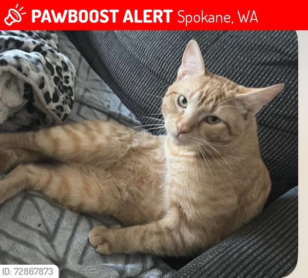 Lost Male Cat last seen N stone, Spokane, WA 99202