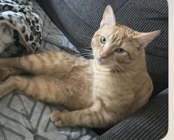 Lost Male Cat last seen N stone , Spokane, WA 99202