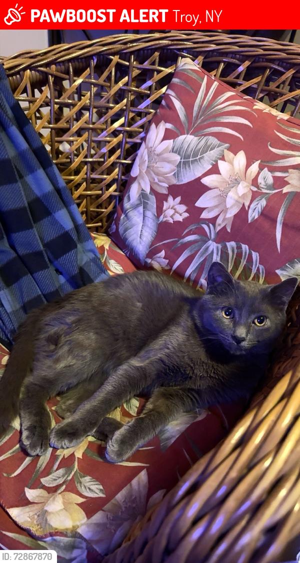Lost Male Cat last seen Vandenburgh Place apmts, Troy, NY 12180