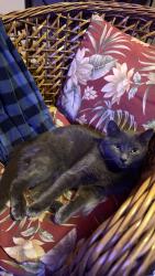 Lost Male Cat last seen Vandenburgh Place apmts, Troy, NY 12180
