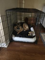 Lost Female Dog last seen Old Clairton & Picture Drive , Pleasant Hills, PA 15236