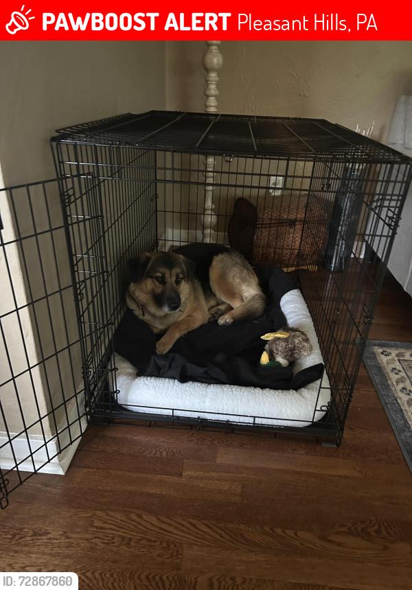 Lost Female Dog last seen Old Clairton & Picture Drive , Pleasant Hills, PA 15236