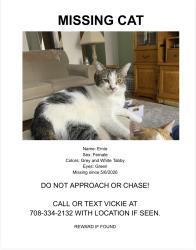 Lost Female Cat last seen Kean Ave and 111th Street, Palos Hills, IL 60465