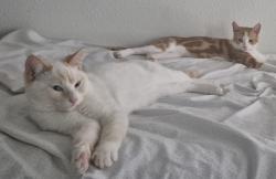 Lost Male Cat last seen Hacienda Rd, Desert Hot Springs, CA 92240