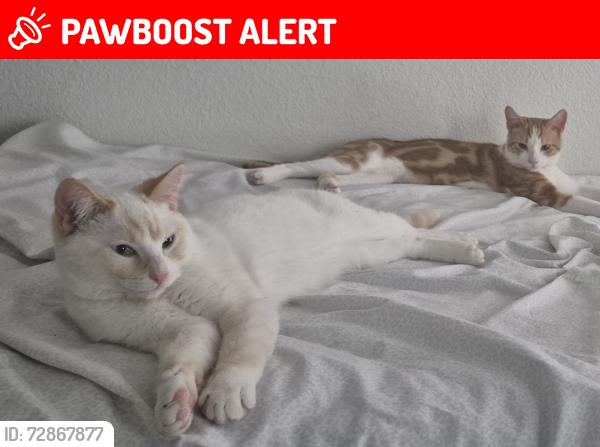 Lost Male Cat last seen Hacienda Rd, Desert Hot Springs, CA 92240