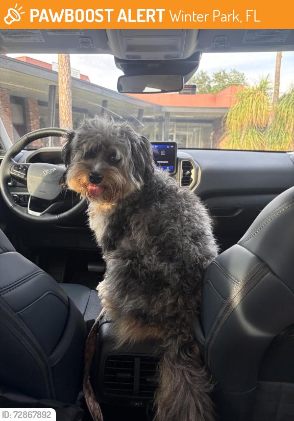 Found/Stray Female Dog last seen Linden and Elsinore , Winter Park, FL 32792