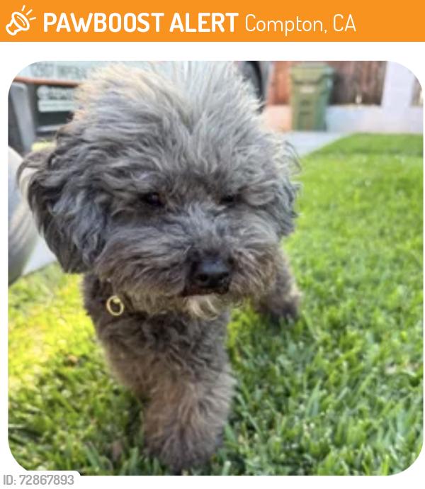 Found/Stray Female Dog last seen E Compton blvd. and Myrrh st. , Compton, CA 90221