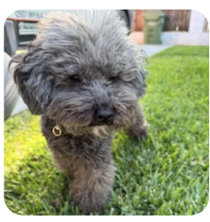Found/Stray Female Dog last seen E Compton blvd. and Myrrh st. , Compton, CA 90221