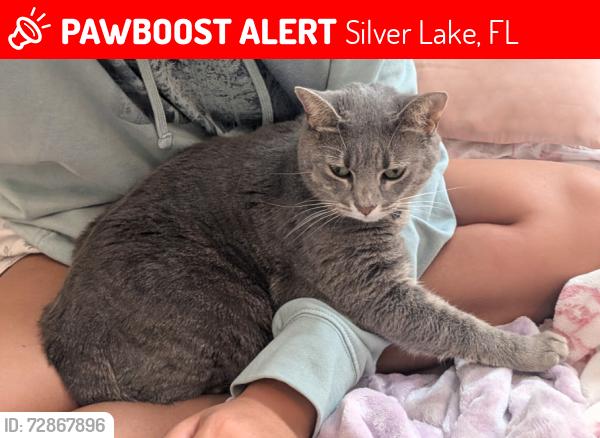 Lost Female Cat last seen Radio Road and Irongate Drive Leesburg, Silver Lake, FL 34788