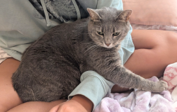 Lost Female Cat last seen Radio Road and Irongate Drive Leesburg, Silver Lake, FL 34788