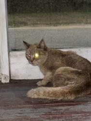 Found/Stray Unknown Cat last seen Belton, Belton, SC 29627