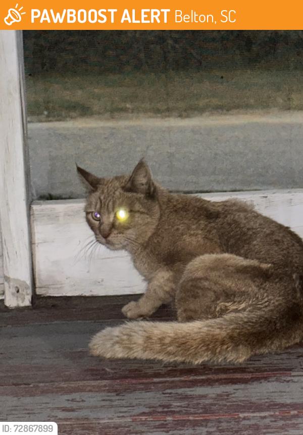 Found/Stray Unknown Cat last seen Belton, Belton, SC 29627