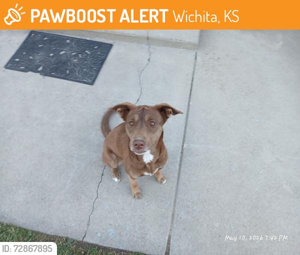 Found/Stray Female Dog last seen St Louis and Clara, Wichita, KS 67212