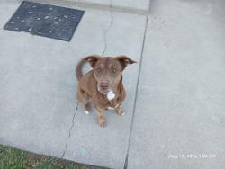 Found/Stray Female Dog last seen St Louis and Clara, Wichita, KS 67212
