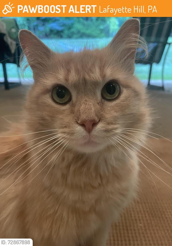 Found/Stray Unknown Cat last seen Scarlet Oak drive, Lafayette Hill, PA 19444