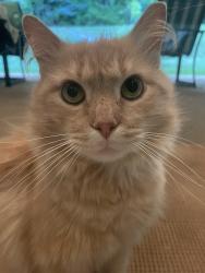 Found/Stray Unknown Cat last seen Scarlet Oak drive, Lafayette Hill, PA 19444