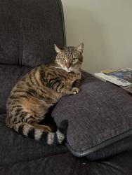 Lost Male Cat last seen Near Walden square road , Cambridge, MA 02140