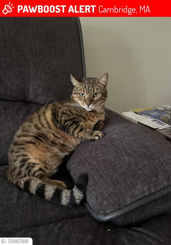 Lost Male Cat last seen Near Walden square road, Cambridge, MA 02140