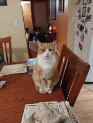 Lost Male Cat last seen Capital Street, La Mesa, CA 91941