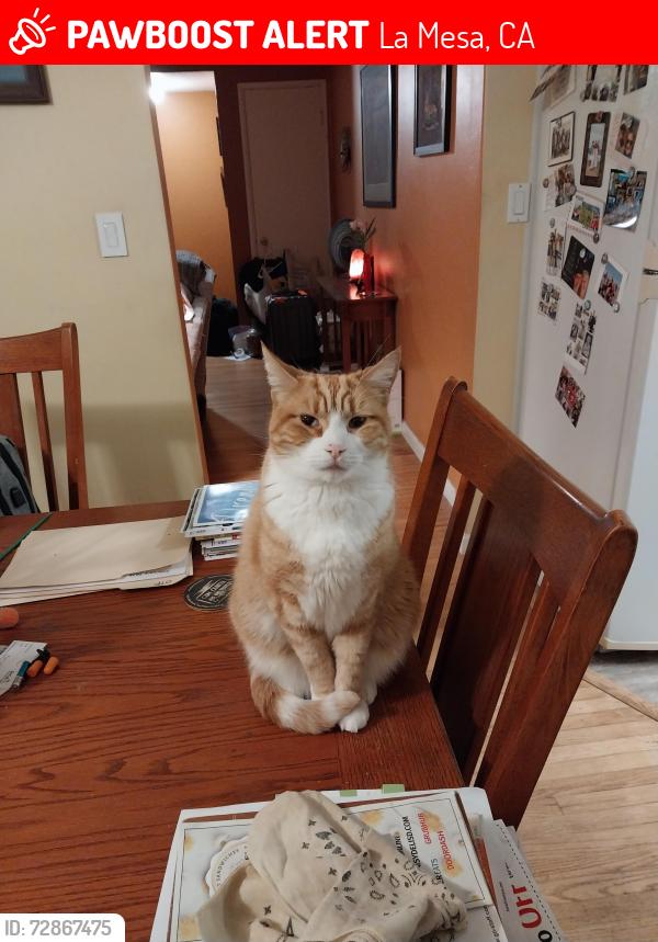 Lost Male Cat last seen Capital Street, La Mesa, CA 91941