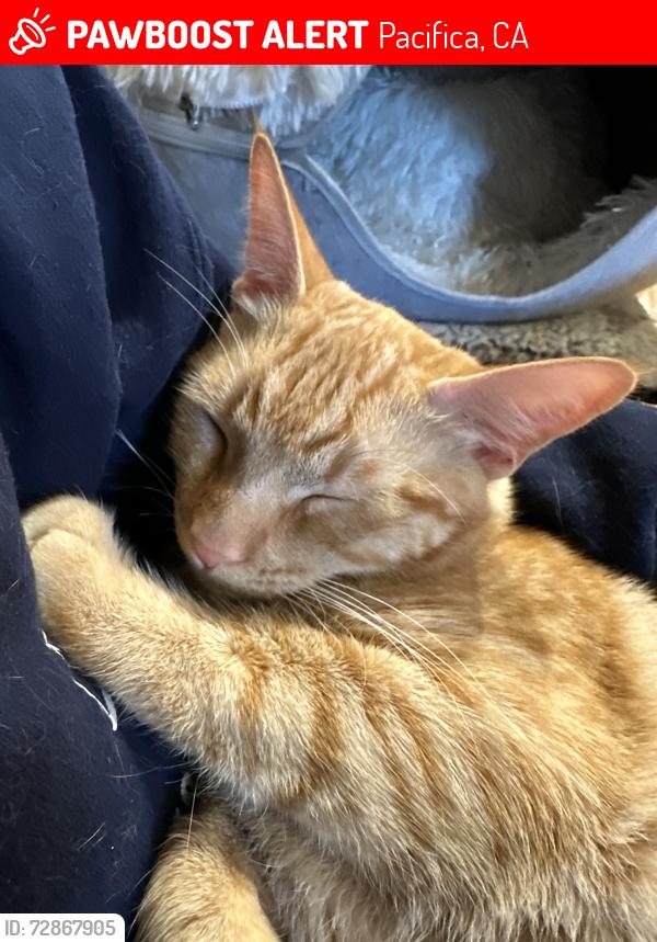 Lost Male Cat last seen Rio Vista Drive, Pacifica, CA 94044