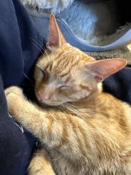 Lost Male Cat last seen Rio Vista Drive, Pacifica, CA 94044