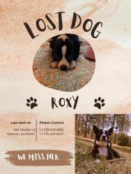 Lost Female Dog last seen Newnan, ga, Coweta County, GA 30263