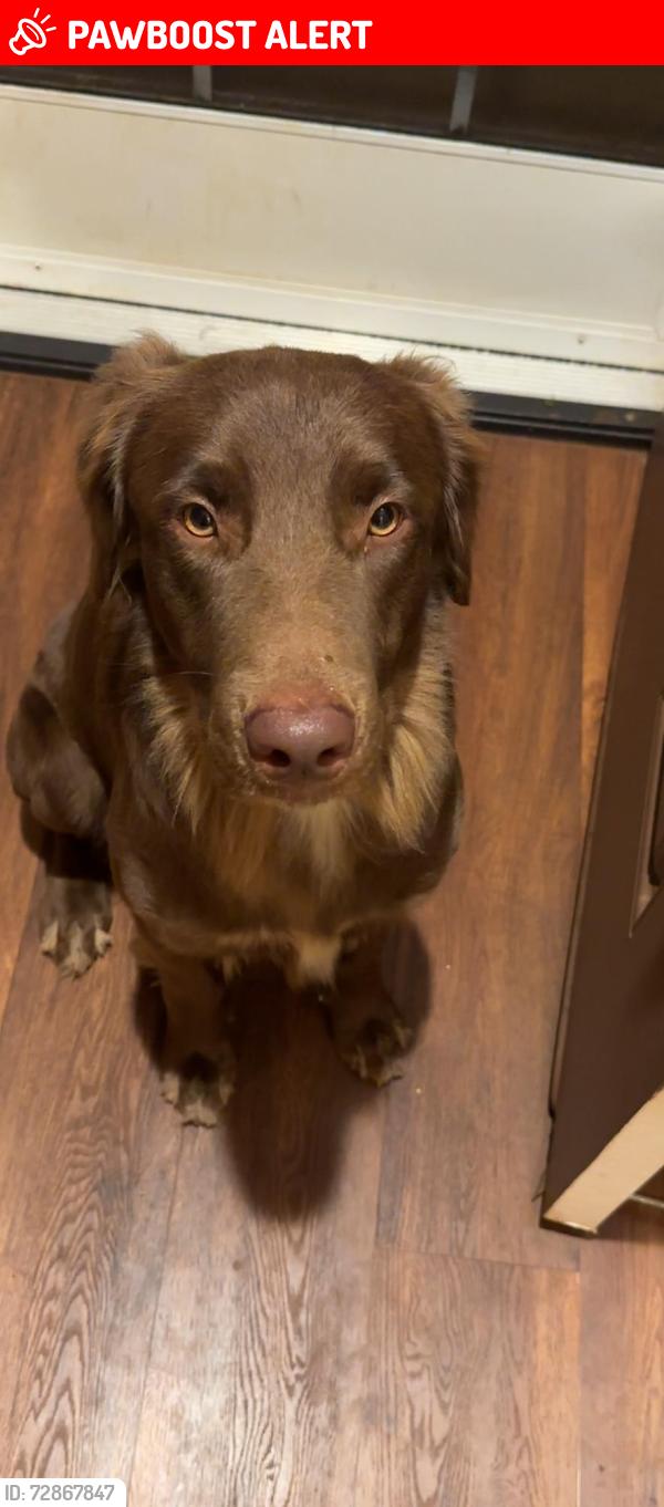 Lost Male Dog last seen By the Moyer sign , Schofield Barracks, HI 96857