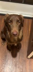Lost Male Dog last seen By the Moyer sign , Schofield Barracks, HI 96857