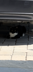 Found/Stray Female Cat last seen In Knightsbridge Community, Kissimmee, FL 34746