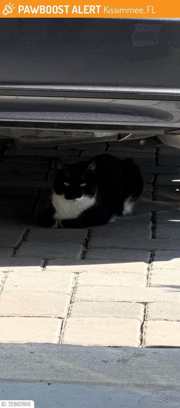 Found/Stray Female Cat last seen In Knightsbridge Community, Kissimmee, FL 34746